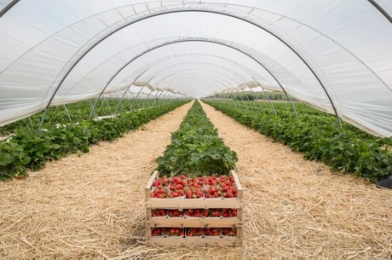 Crop Cover - UV Stabilize Product 4