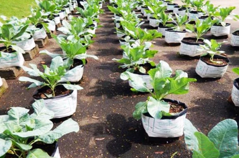 Grow Bag - UV Stabilize Product 4